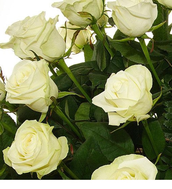 Букет белых роз Шкала нежности. Количество роз указываете Вы! – фото № 1
