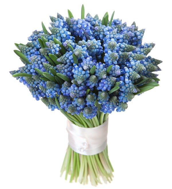 Bouquet of Muscari Spring Meadow – photo #1