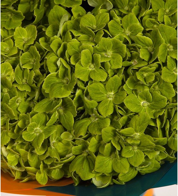 Bouquet-solo Green hydrangeas (5,7,9 or 15) – photo #2