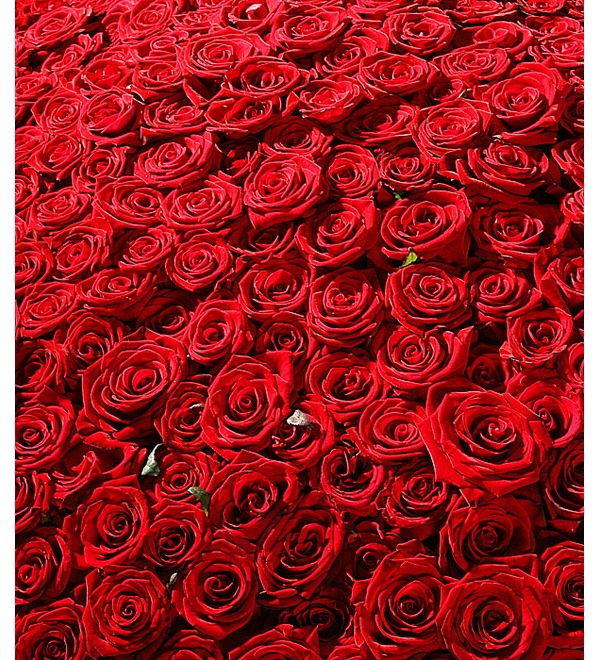 Композиция из 501 розы Гран При Любовь всегда права! – фото № 2