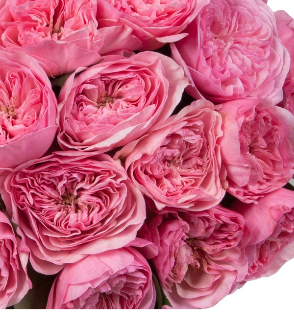 Букет-соло пионовидных роз Maria Theresia (15,25,35,51,75 или 101) – фото № 3