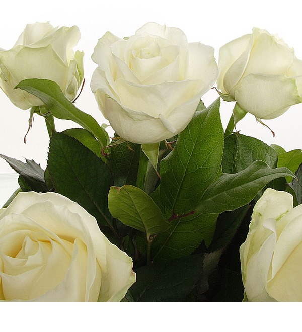 Букет из 11 белых роз Мои комплименты... LV R11.White VEC – фото № 4