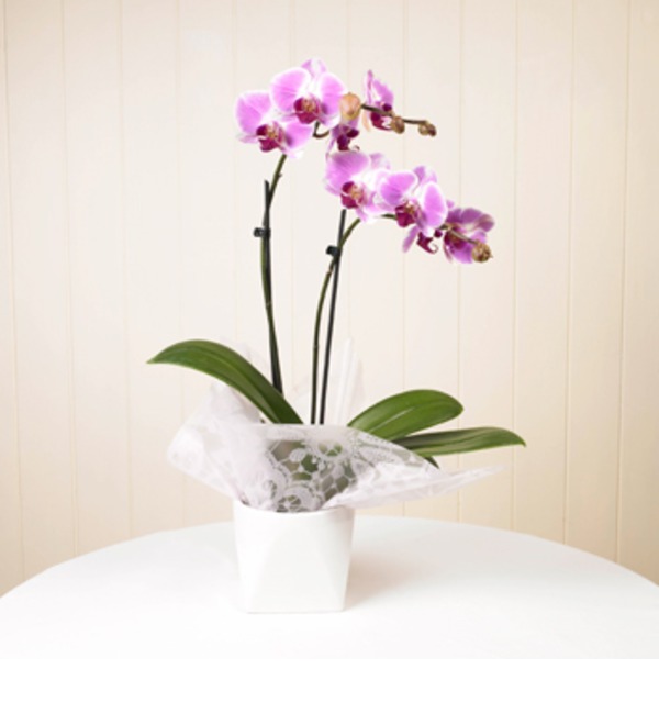 Орхидея в горшке BC1212 MAR – фото № 1