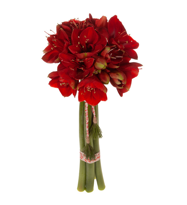 Bouquet-solo of amaryllis Ferrari (5,7,9 or 15) – photo #5