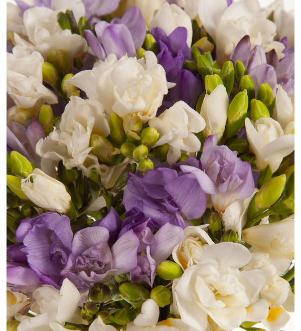 Bouquet-duet Tender freesias (25,35,51,75 or 101) – photo #2