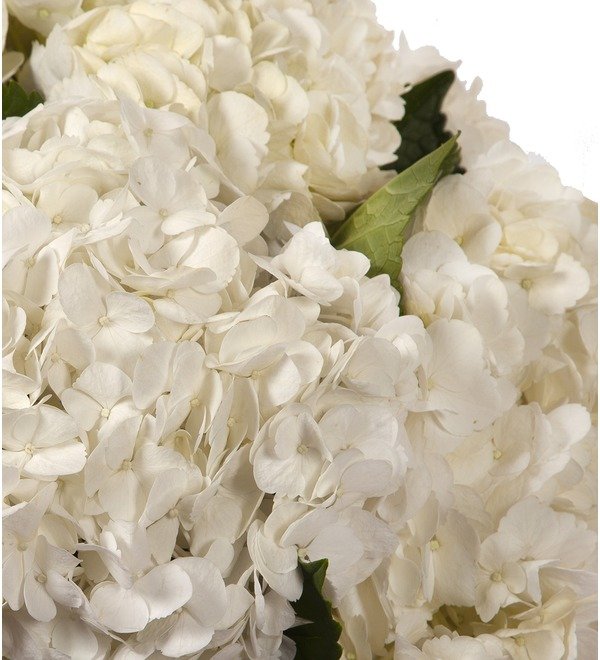 Bouquet-solo White hydrangeas (5,7,9 or 15) – photo #2