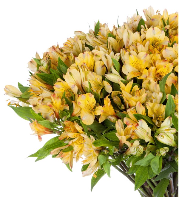Bouquet Gold (25, 51 or 101 alstroemeria) – photo #4