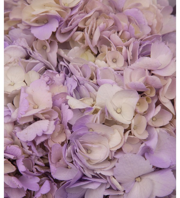 Solo bouquet of purple hydrangeas (5,7,9,15,21,25 or 35) – photo #2