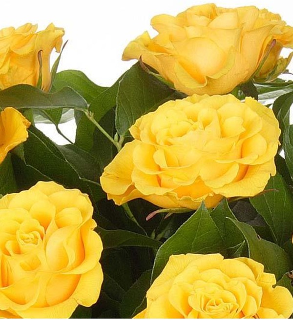 Букет жёлтых роз Шкала радости. Количество роз указываете Вы! CRX5 SAN – фото № 1