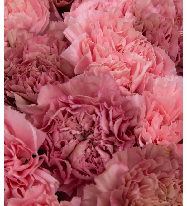 Bouquet-duet of carnations Refinement (15,25,35,51,75 or 101) – photo #2
