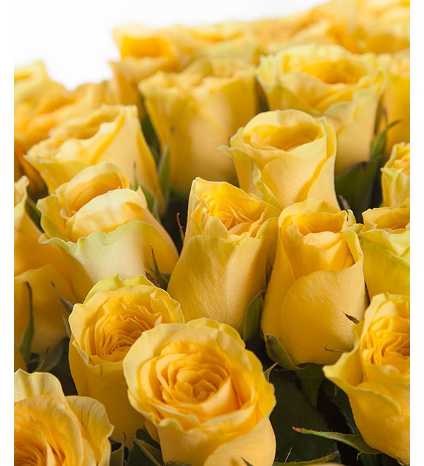 Букет из 51 желтой розы Кусочек солнца BR204 CAS – фото № 4