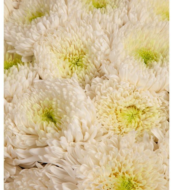 Bouquet-solo chrysanthemums Magnum (5,7,9,15,25,35 or 51) – photo #2