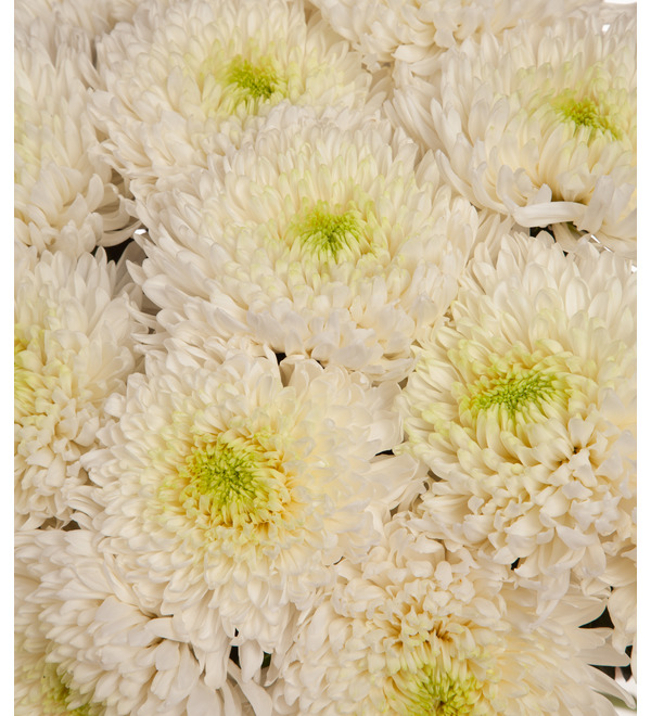 Bouquet-solo chrysanthemums Magnum (5,7,9,15,25,35 or 51) – photo #2