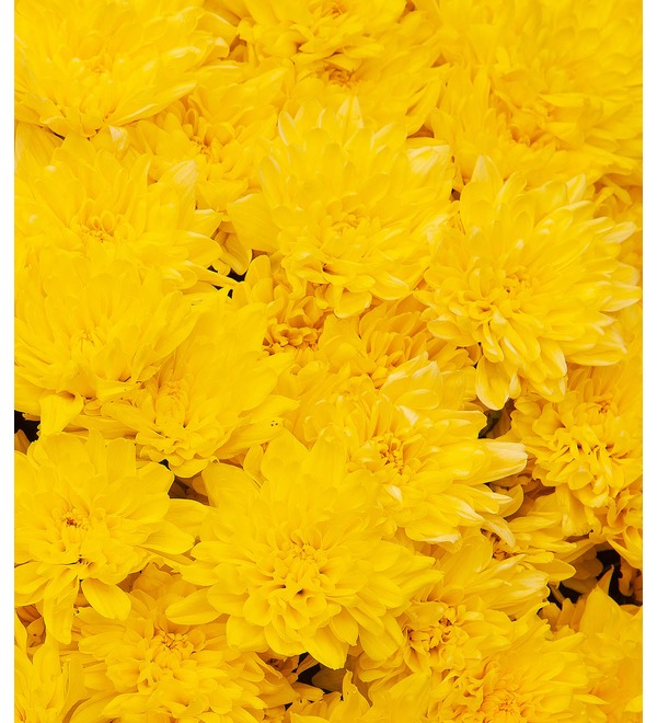Bouquet-solo of yellow chrysanthemums (15,25,51,75 or 101) – photo #2