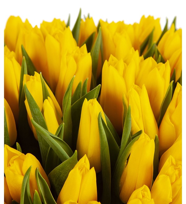 Букет-соло Тюльпаны Strong Gold (25,35,51,75,101 или 151) – фото № 2