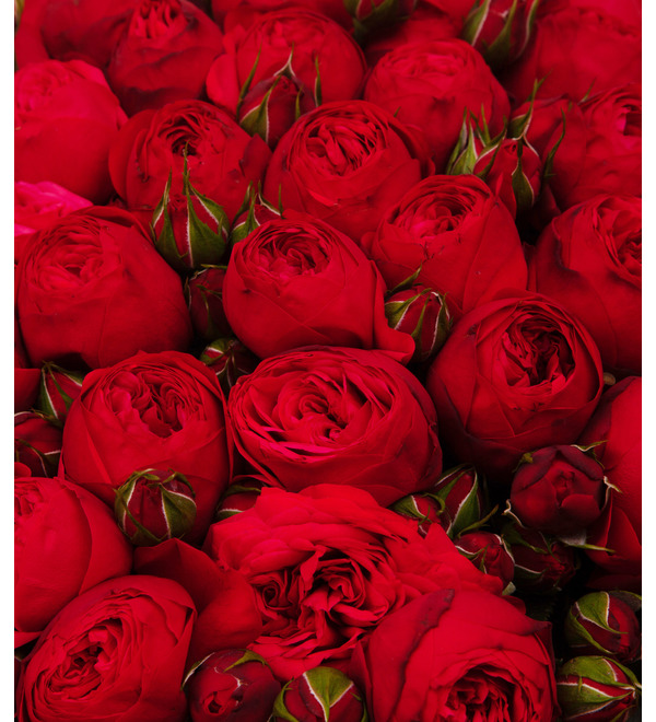 Bouquet-solo roses Red Piano (75,101,151 or 201) – photo #2