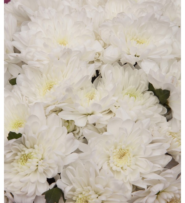 Bouquet-solo of white chrysanthemums (15,25,35,51,75 or 101) – photo #2