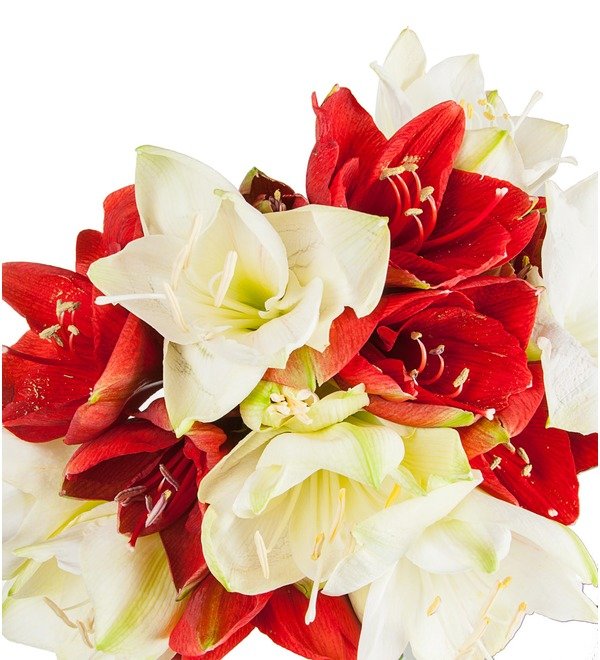 Bouquet of multi-colored amaryllis (5, 7 or 9) – photo #2
