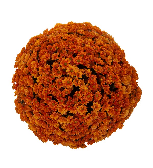 Букет-соло оранжевых хризантем (15,25,51,75 или 101) – фото № 3