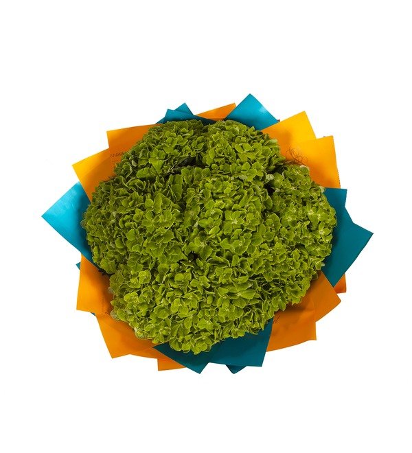 Bouquet-solo Green hydrangeas (5,7,9 or 15) – photo #3