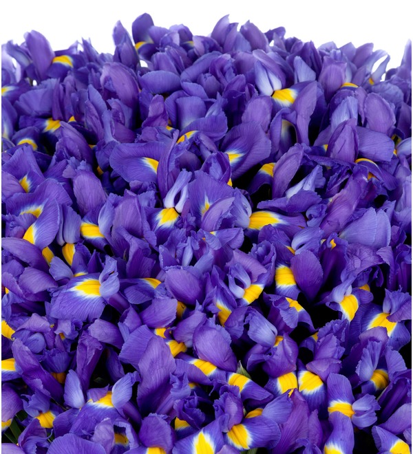 Bouquet-solo Blue irises (51,75,101 or 151) – photo #2