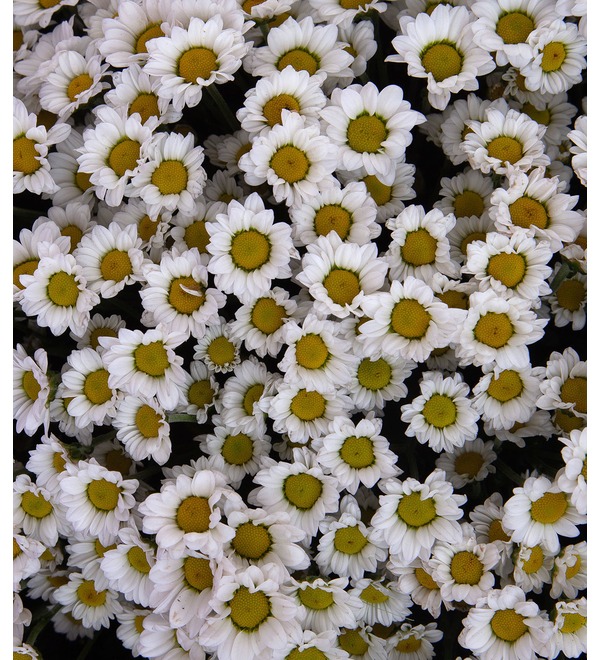 Bouquet-solo of white Santini chrysanthemums (15,25,35,51,75 or 101) – photo #4