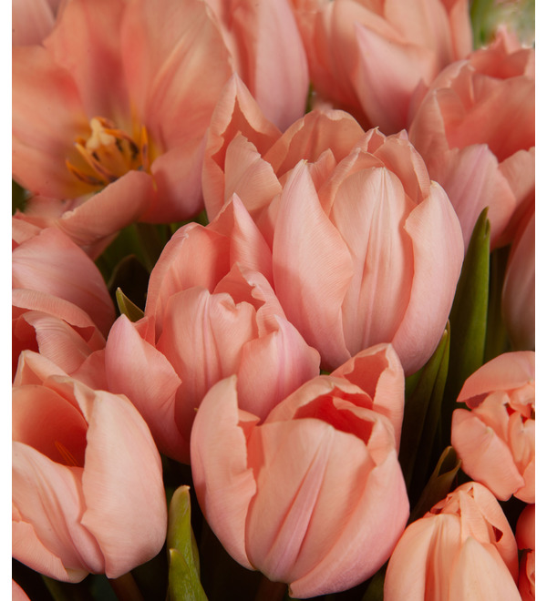 Composition of 201 tulips Gentle touch – photo #2