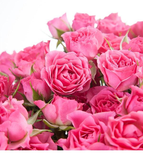 Букет-соло Розовое настроение (15,25,35,51,75 или 101) BC3942 DOR – фото № 4