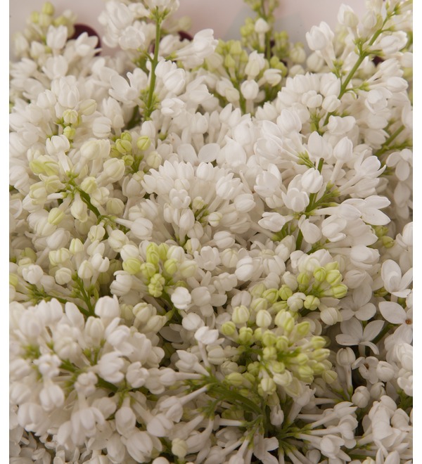 Bouquet-solo white lilac (5,7,9,15,21,25 or 35) – photo #3