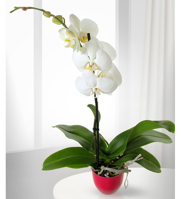 Орхидея Фаленопсис белый GOR149 ONH – фото № 2