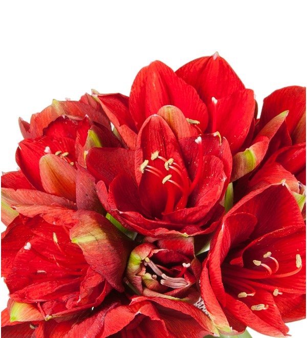 Bouquet of red Amaryllis Ferarri (5, 7 or 9) – photo #2