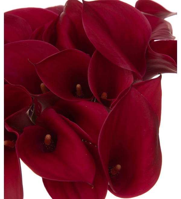 Bouquet-solo calla lilies Red Symphony (15,25,35,51 or 75) – photo #3