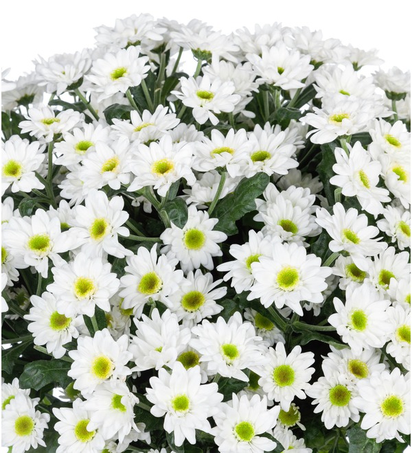 Букет-соло Белые хризантемы (15,25,51 или 101) MN203 KAZ – фото № 4