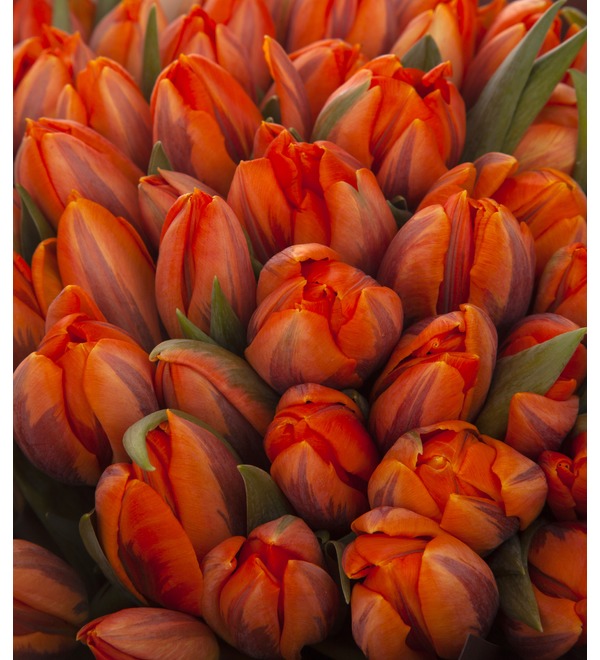 Bouquet-solo Tulips Orange Princess (15,25,35,51,75,101 or 151) – photo #3