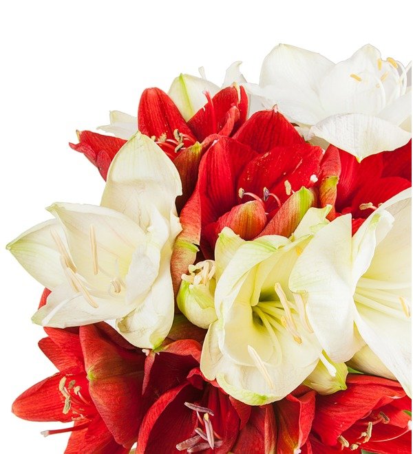 Bouquet of multi-colored amaryllis (5, 7 or 9) – photo #3