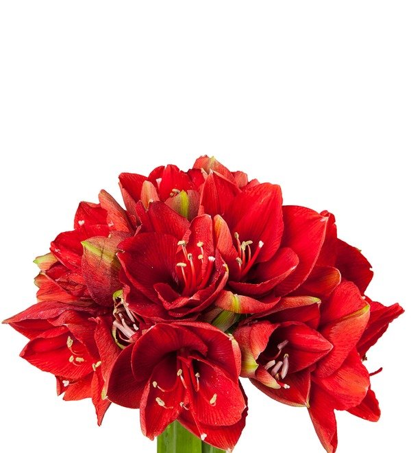 Bouquet of red Amaryllis Ferarri (5, 7 or 9) – photo #3