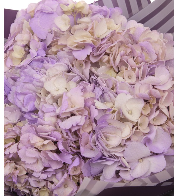 Solo bouquet of purple hydrangeas (5,7,9,15,21,25 or 35) – photo #3