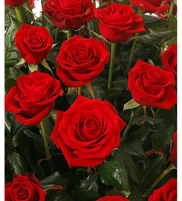 Композиция Пурпурный сонет (51, 101 или 201 роза) DE AR635 GER – фото № 5