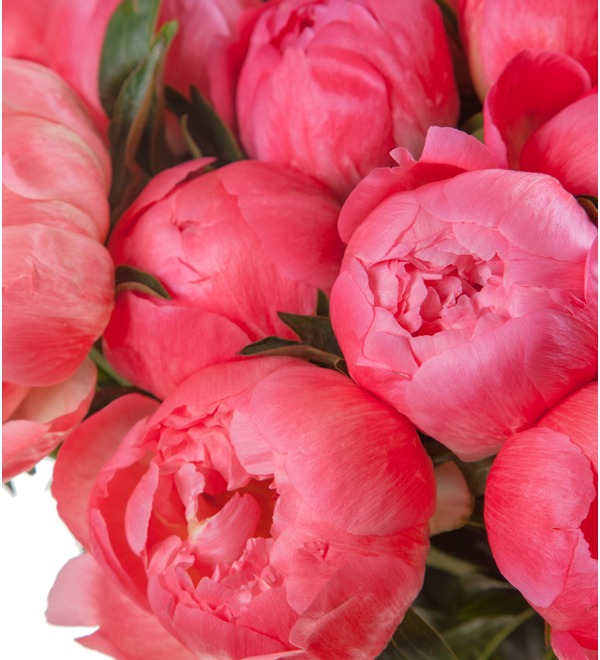 Bouquet-solo of peonies Coral Sunset (15, 29 or 51 peonies) BC3621 GER – photo #2