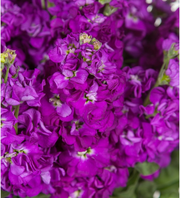 Букет фиолетовой маттиолы (15, 25 или 51) SPBMN264 SAN – фото № 2