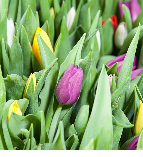 Composition of 1001 tulips – photo #4