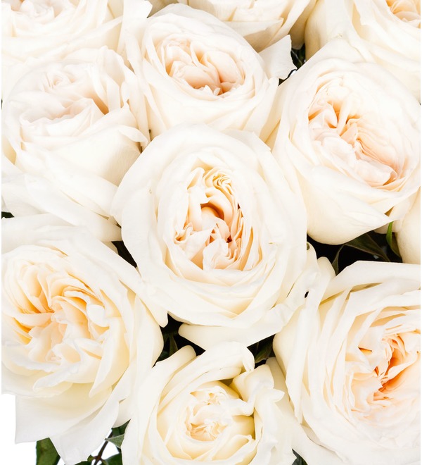 Букет пионовидных роз White OHara (9,15,25,35,51 или 75) – фото № 5