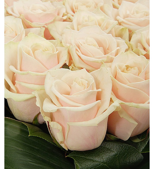 Arrangement Gently favourite (25 or 51 roses) AT AR613 VAR – photo #5