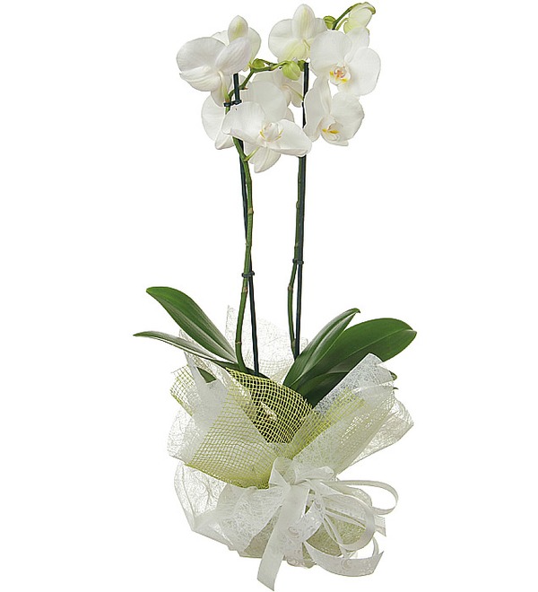1 орхидея UK 17 SAN – фото № 2