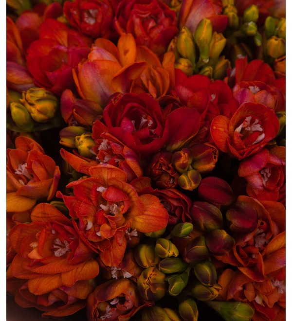 Bouquet-solo of red freesias (25,35,51,75 or 101) – photo #3