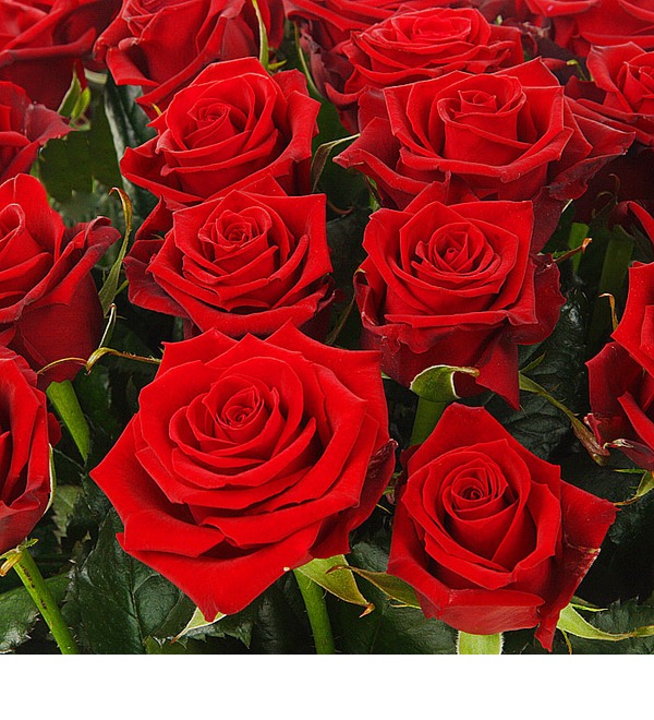 Букет из 51 красной розы Больше, чем любовь... – фото № 5