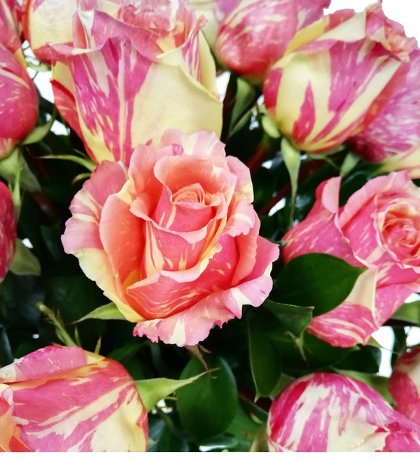 Букет двухцветных роз Фиеста SPBAC4 SAN – фото № 5