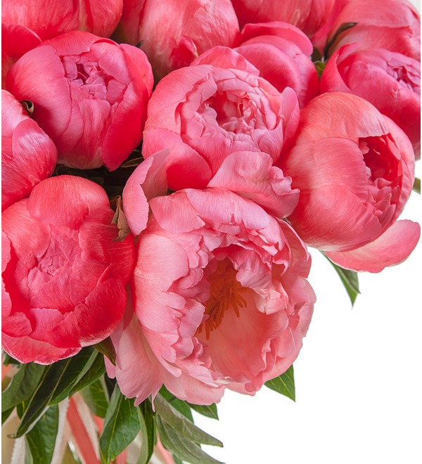 Bouquet-solo of peonies Coral Sunset (15, 29 or 51 peonies) BC3621 GER – photo #3