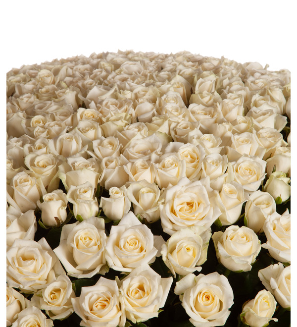 Composition of 301 roses Perfection – photo #2