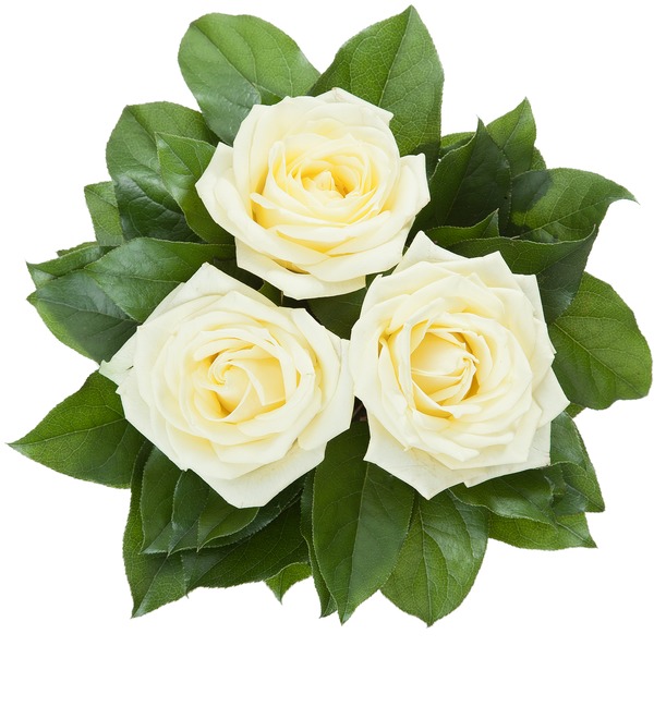 Bouquet of 3 white roses RBR110 KON – photo #4